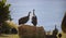 Flock or confusion of guineafowl in a field in front of a blue sea.