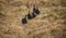 Flock or confusion of Helmeted Guineafowl walking through dry winter grasslands.