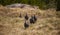 Flock or confusion of Helmeted Guineafowl walking through dry winter grasslands.