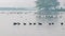 A flock of coots