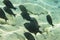 A flock of coral fish against the background of a sandy bottom