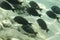 A flock of coral fish against the background of a sandy bottom