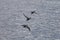 Flock of Cormorant Birds flying over the Pacific Ocean