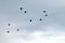 Flock of cormorants flying in a cloudy sky.