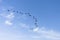 Flock of Cormorants flying in formation