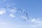 Flock of Cormorants flying in formation