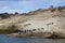 Flock of cormorants and one lonely sea lion