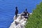 Flock of Cormorants in their Nesting Ground