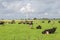 Flock of cow resting on a meadow, Pieterburen, Holland
