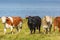 Flock of Cows on the beach meadow