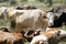 Flock of cows resting on meadow