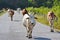 Flock Cows Walk On The Road