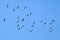 Flock of cranes circling in the sky