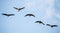 Flock of cranes flies on Sky background.