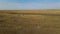 Flock of cranes flying. flock of migratory bird fly over steppes to China. 4k hdr slow motion