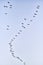 flock of cranes flying to place to sleep