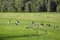 A flock of cranes take-off from the field in the middle of the summer.