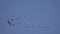 Flock of cranes in a wedge formation flies against sky