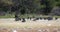 Flock of Crested guineafowl Etosha, Namibia Africa