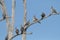 Flock of Crested Pigeons