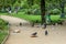 Flock of crows eating garbage from a trash bin