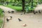 Flock of crows eating garbage from a trash bin