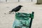 Flock of crows eating garbage from a trash bin