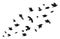 Flock of crows. Flying black birds in sky monochrome flutter raven silhouette, migrating flight group of wild rooks ornithology