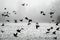Flock of crows over frozen field