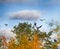 Flock of crows resting in crown of pine