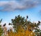 Flock of crows resting in crown of pine