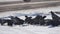 Flock of crows are sitting in the snow. flock of wild ravens winter eat grain on snow birds winter outdoors