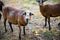 A flock of curious Barbado Blackbelly Sheep