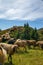 A flock of curious sheeps grazing on the alpine pasture near Lenzerheide in Switzerland - 2