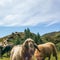 A flock of curious sheeps grazing on the alpine pasture near Lenzerheide in Switzerland - 4