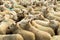 Flock Of Curious White Sheep With Cosy Wool In Scotland