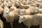 Flock Of Curious White Sheep With Cosy Wool In Scotland