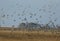 A flock of Curlew Numenius arquata in flight.