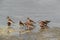 A flock of Curlew Sandpipers in breeding plumage at Busaiteen coast of Bahrain