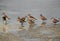 A flock of Curlew Sandpipers in breeding plumage in the morning hours at Busaiteen coast of Bahrain