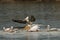 Flock of Dalmatian pelican