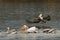 Flock of Dalmatian pelican