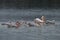 Flock of Dalmatian pelican