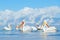 Flock Dalmatian pelican, Pelecanus crispus, in Lake Kerkini, Greece. Palican with open wing, hunting animal. Wildlife scene from E