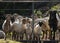 A flock of Damara sheep waiting by the farm gate