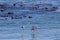 A flock of Damara Terns in low flight