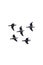 A flock of Dark-bellied Brent Geese cutout.