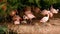 Flock of deep pink Carribbean flamingoes at zoo