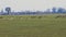 The flock of deer on a field seen from a distance