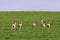 A Flock of deer with summer grazing on green grass